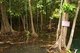 Thailand: Mangroves in the Tha Pom swamp and forest, Krabi Coast